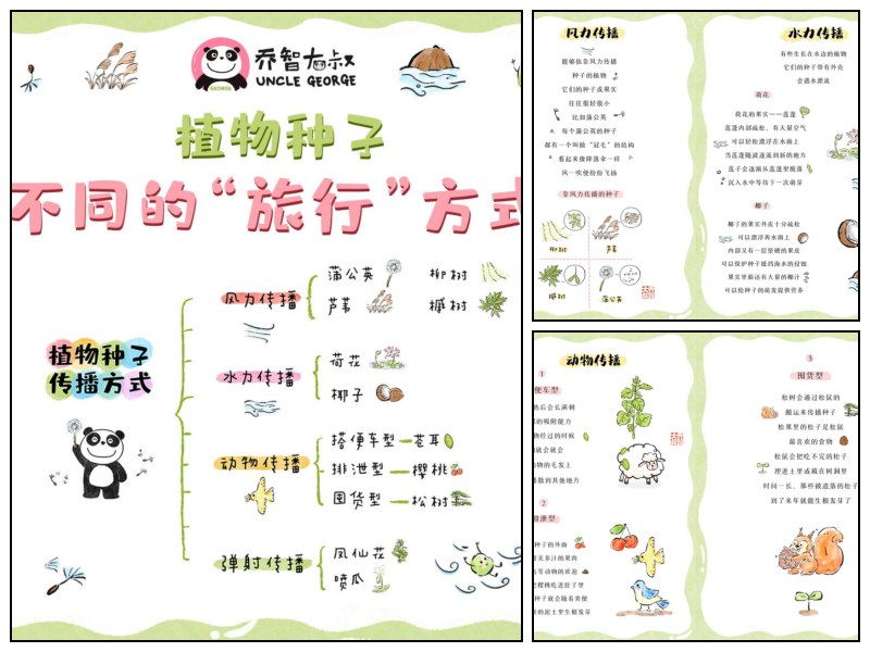 植物种子不同的“旅行”方式｜乔智大叔手绘