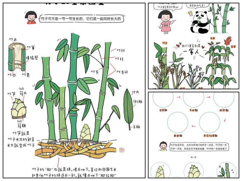 竹子的全景图鉴｜乔智大叔手绘