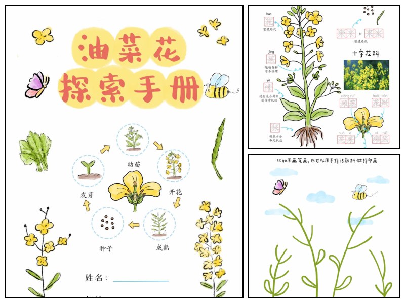 语文_幼儿园_油菜花探索手册【其他-手工-启蒙-知识归纳】